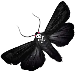 Skull Moth - insect - Free Download PNG