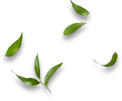 Green Leaves - PNG Images - Lossless PNG