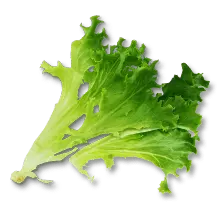 Lettuce - fresh - Free PNG
