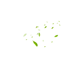 Leaves Falling - autumn - No Watermark PNG