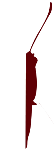 Red and White Insect Silhouette - red - Free Download PNG