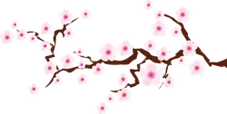 Cherry Blossom Branch - nature - High Resolution PNG