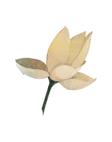 Lotus Flower - fresh - No Background PNG