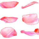 Petals - light - High Resolution PNG