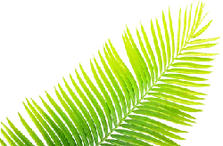Palm Leaf - leaf - Designer Recommended PNG