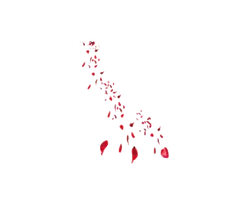 Red Petals - petal - No Watermark PNG