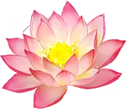 Lotus Flower - nature - colorful - No Background PNG