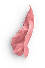 Rose Petal - Transparent Background PNG - flower