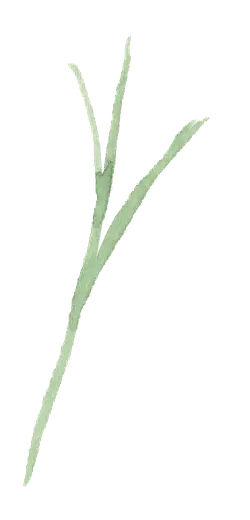 Carrot Seedling - growth - PNG