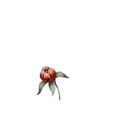 Red Flower - bloom - plant - Lossless PNG
