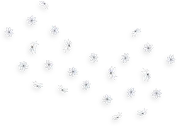 White Flowers - nature - High Download Count PNG