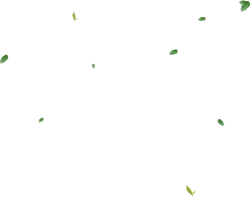 Leaves Falling - nature - autumn - High Resolution PNG