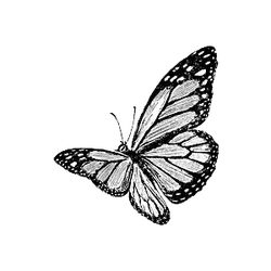 Butterfly - beautiful - Free PNG