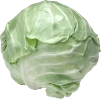 Cabbage - fresh - High Quality PNG