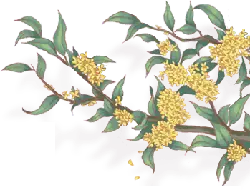 Honeysuckle - leaves - No Watermark PNG