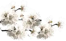 spring - Free Download PNG - Cherry Blossom - Pic 1