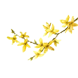 Forsythia suspensa - plant - Lossless PNG