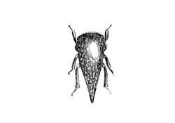owl - Trending PNG - Black Owl - Pic 3