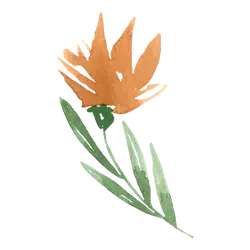 Orange Flower - No Watermark PNG