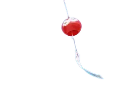 Cherry - sweet - Transparent Background PNG