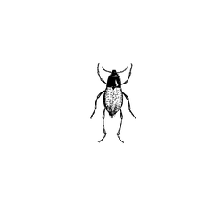 Free for Commercial Use PNG - Black Owl - owl - Pic 6
