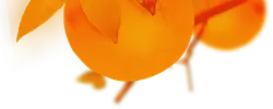 Orange - nature - PNG