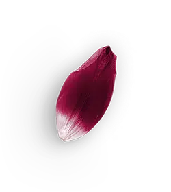 Petals - plant - High Download Count PNG