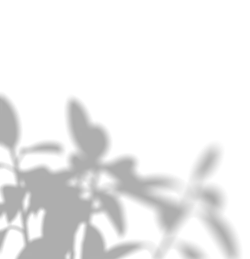 Shadowy Plant - shadow - PNG Images