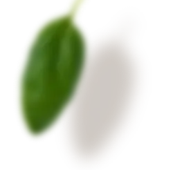 Green Leaf - green - growth - High Resolution PNG