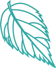 Leaf - Transparent Background PNG - Recommended PNG