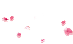 Pink Petals - Free for Commercial Use PNG - romantic