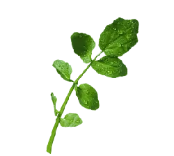 Pea Shoots - tender shoot - No Background PNG