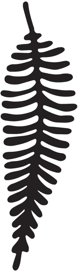 Feather - decorative - Free Download PNG