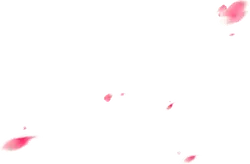 Pink Petals Falling - petal - black - Lossless PNG