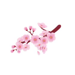 Cherry Blossom Branch - flower - Transparent Background PNG