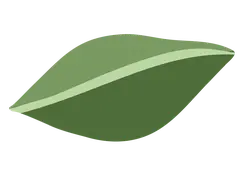 Leaf - High Resolution PNG - No Watermark PNG