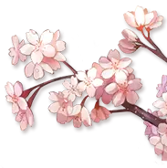 Cherry Blossom - spring - High Resolution PNG - Pic 3