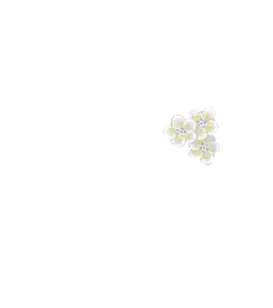 White Flowers - plant - Recommended PNG