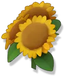 Sunflower - smile - flower - High Resolution PNG