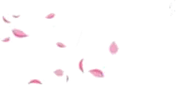 Cherry Blossom Petals Falling - flowers - No Watermark PNG