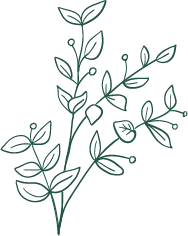 Green Plant Branches - simple - Transparent Layer PNG