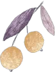 Cherry - yellow - High Resolution PNG