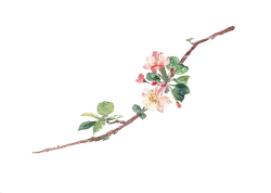 Apple Blossom Branch - plant - No Background PNG