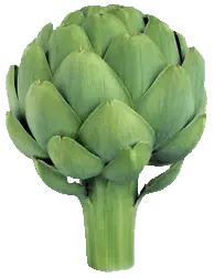 Artichoke - Designer Recommended PNG