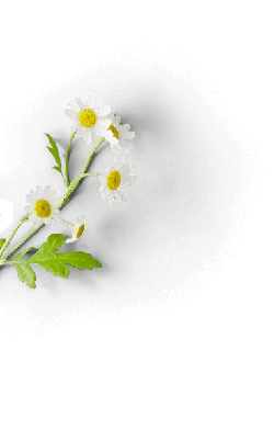 Chamomile - white - High Resolution PNG