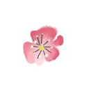 Cherry Blossom - High Quality PNG - Transparent Background PNG