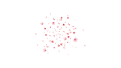 Cherry Blossoms - falling - Free Download PNG