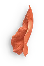 Petal - plant - Trending PNG