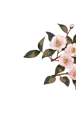 Camellia - green leaves - No Watermark PNG