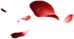 Falling Rose Petals - High Quality PNG